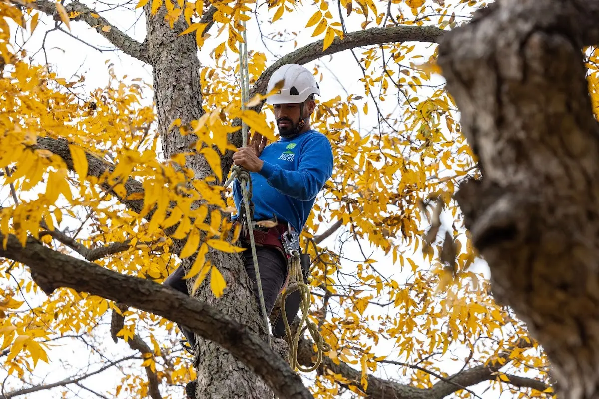 Skilled Tree Trimming crew working in Englewood