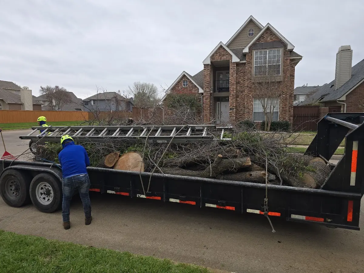 Expert Tree Removal with proper safety equipment in Englewood